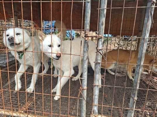 About the Help save dog meat trade survivors campaign on Bonfire 6