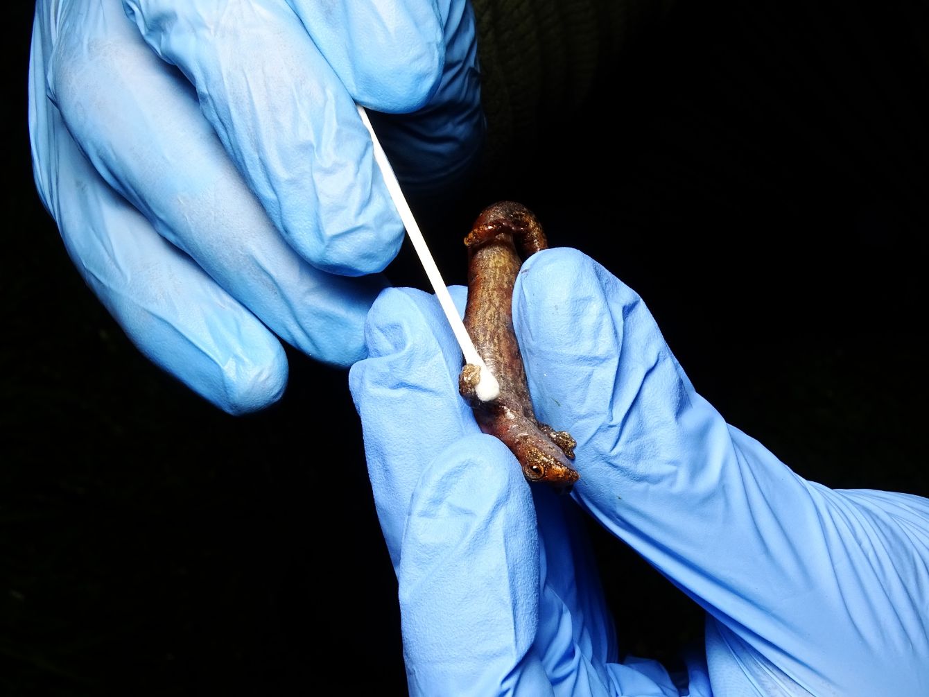 About the Salamander Stroll Virtual 5k campaign on Bonfire 4