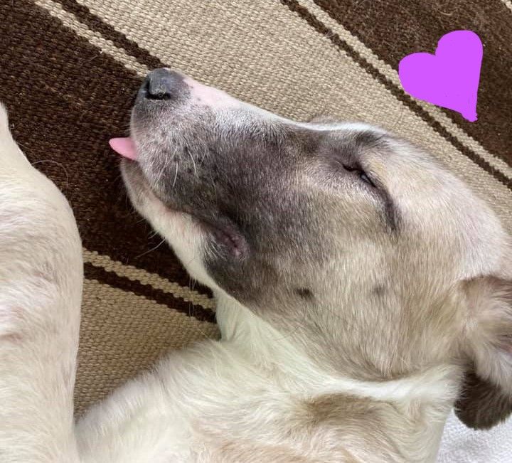 About the We Stand with Kabul Small Animal Rescue campaign on Bonfire 2