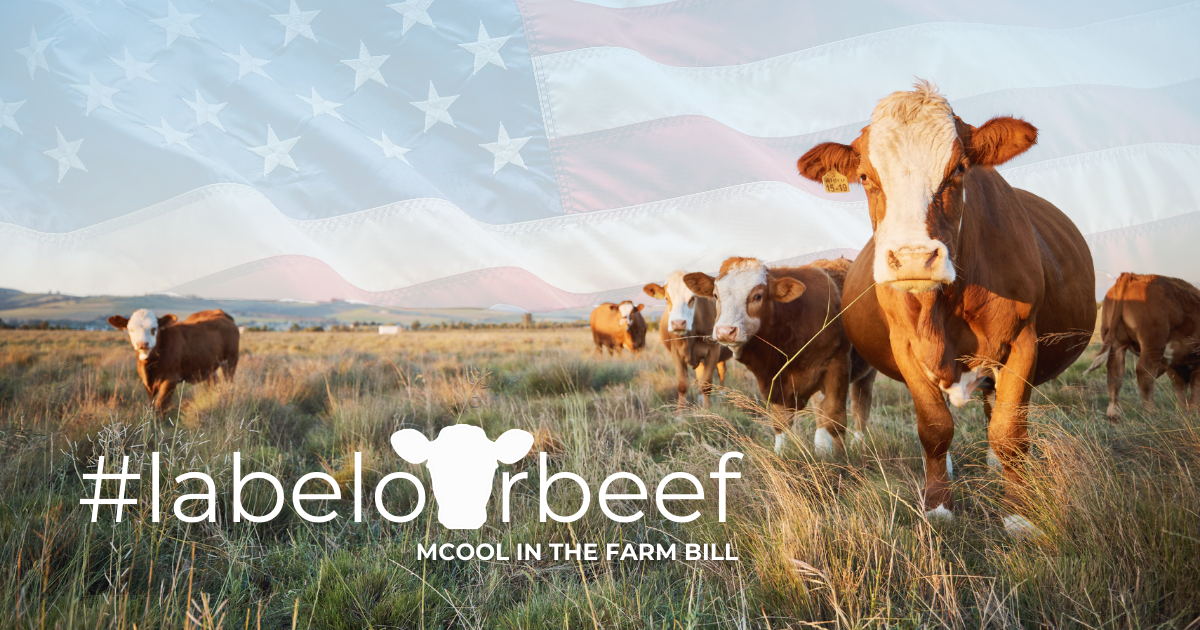 About the Eat USA Beef Tee campaign on Bonfire 2