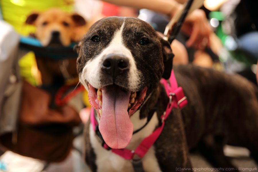 About the peace. love. rescue. campaign on Bonfire 3