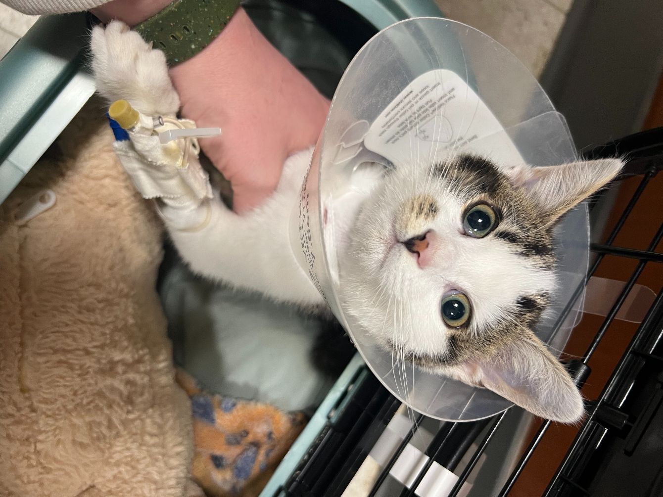 About the Gideon's Guardians campaign on Bonfire 2