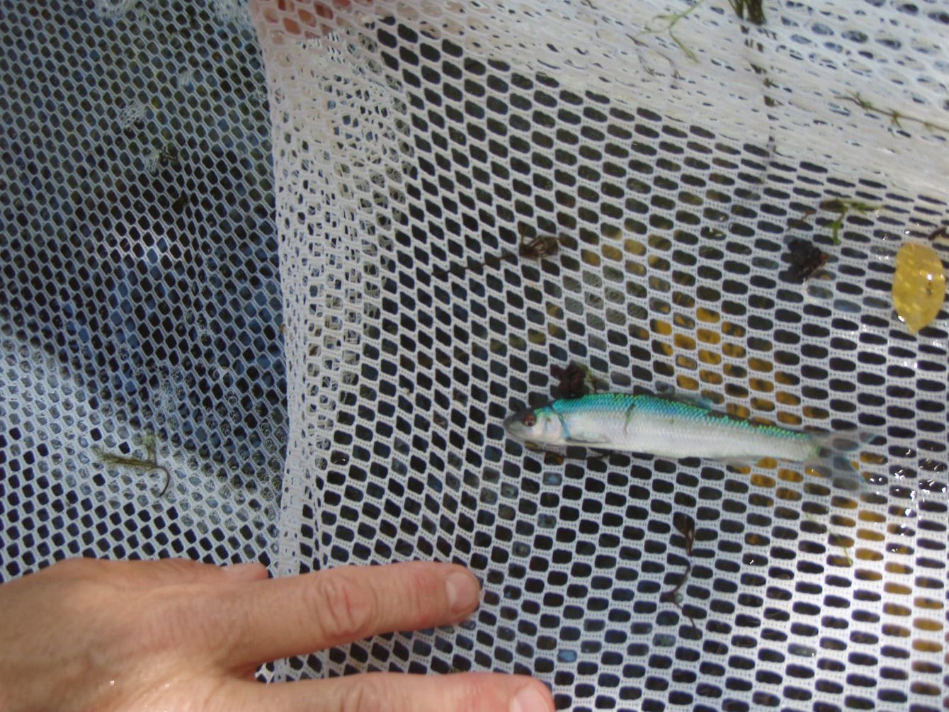 About the Spotfin Chub- Light Shirts campaign on Bonfire 3