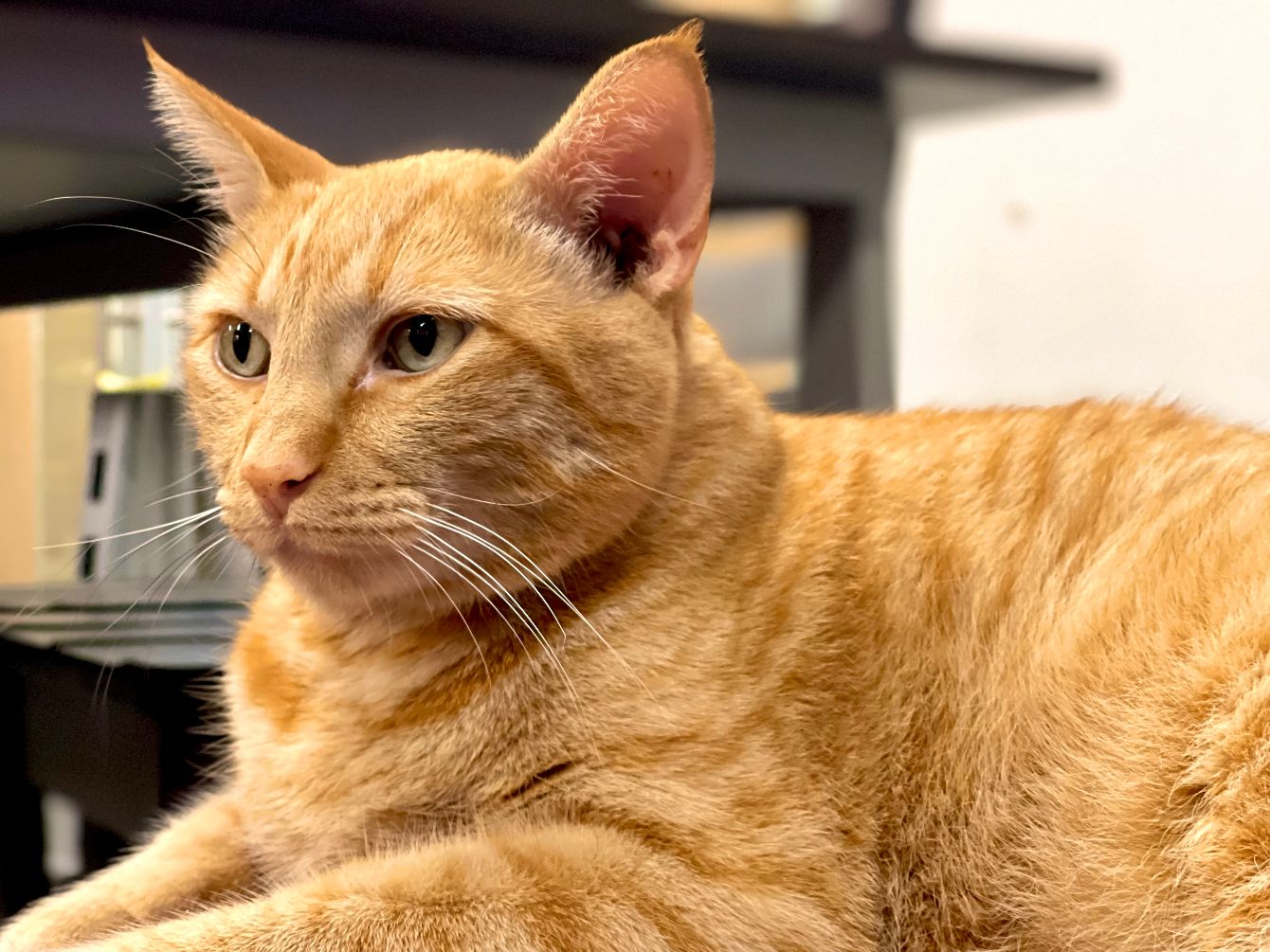 About the Fear the Reeper campaign on Bonfire 2