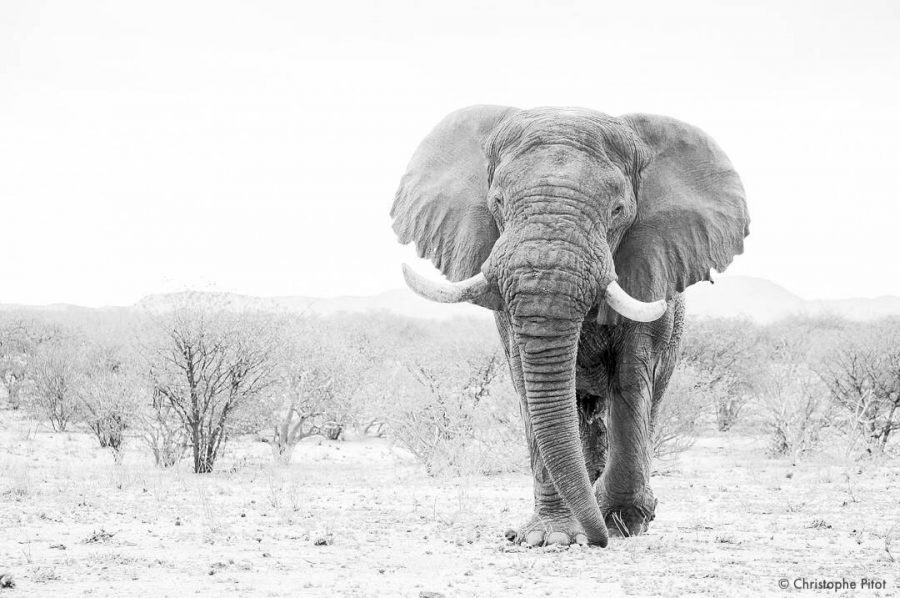 About the Remembering Voortrekker Collection  campaign on Bonfire 2