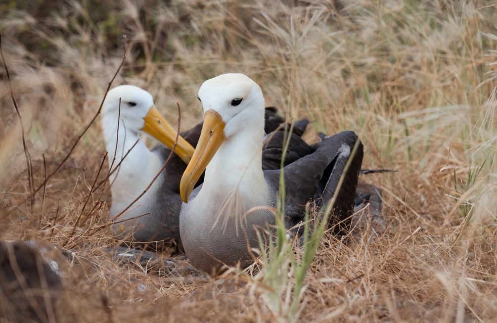 About the Valentines Day Galapagos: Mates for life&nbsp;?? campaign on Bonfire 2