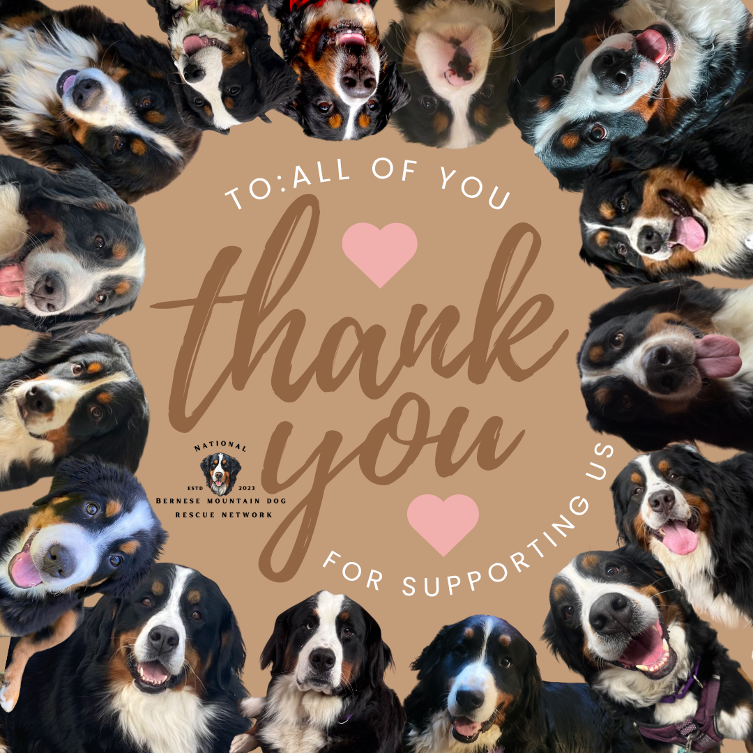 About the Jingle Bells & Berner Tails campaign on Bonfire 2