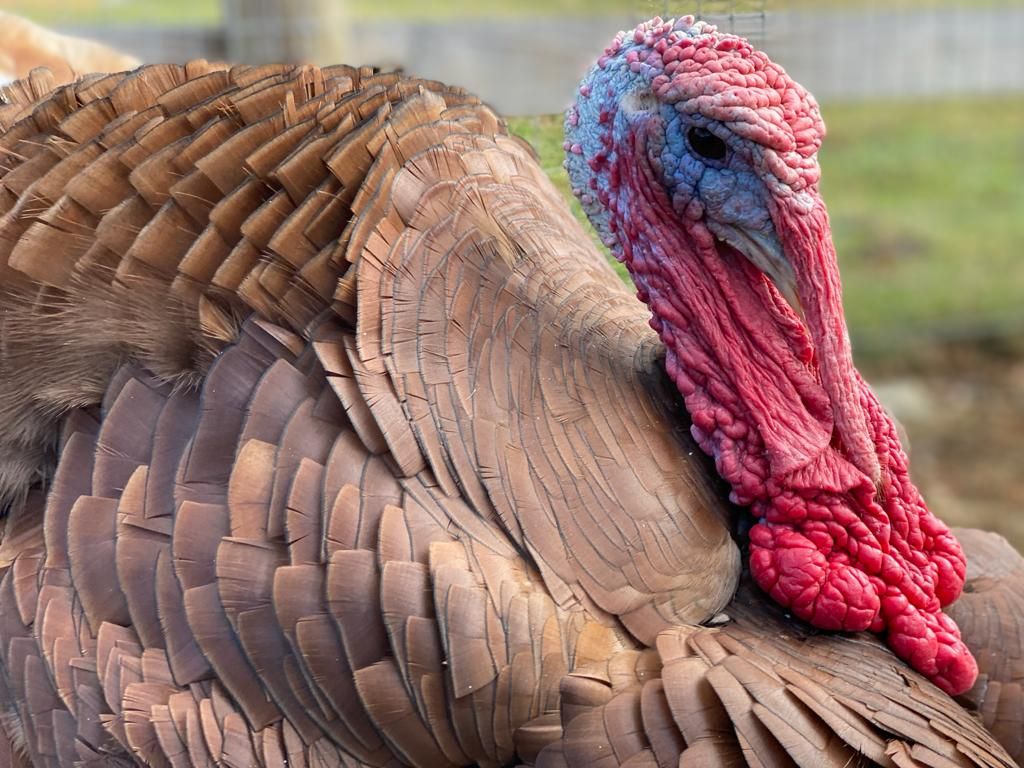 About the JP's Friends Not Food Fundraiser ? campaign on Bonfire 2