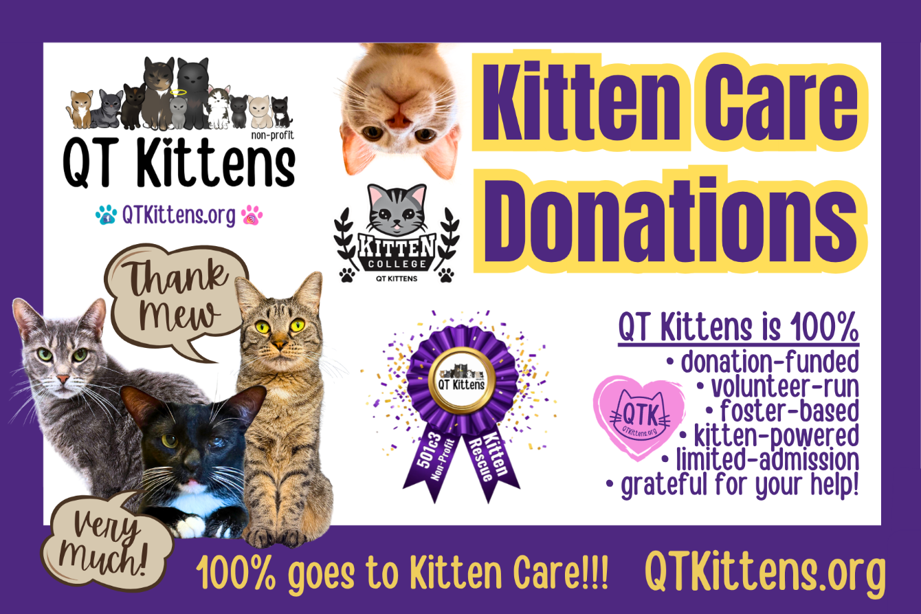 About the Buy A Tote Bag. &nbsp;Send a QT Kitten to College! campaign on Bonfire 3