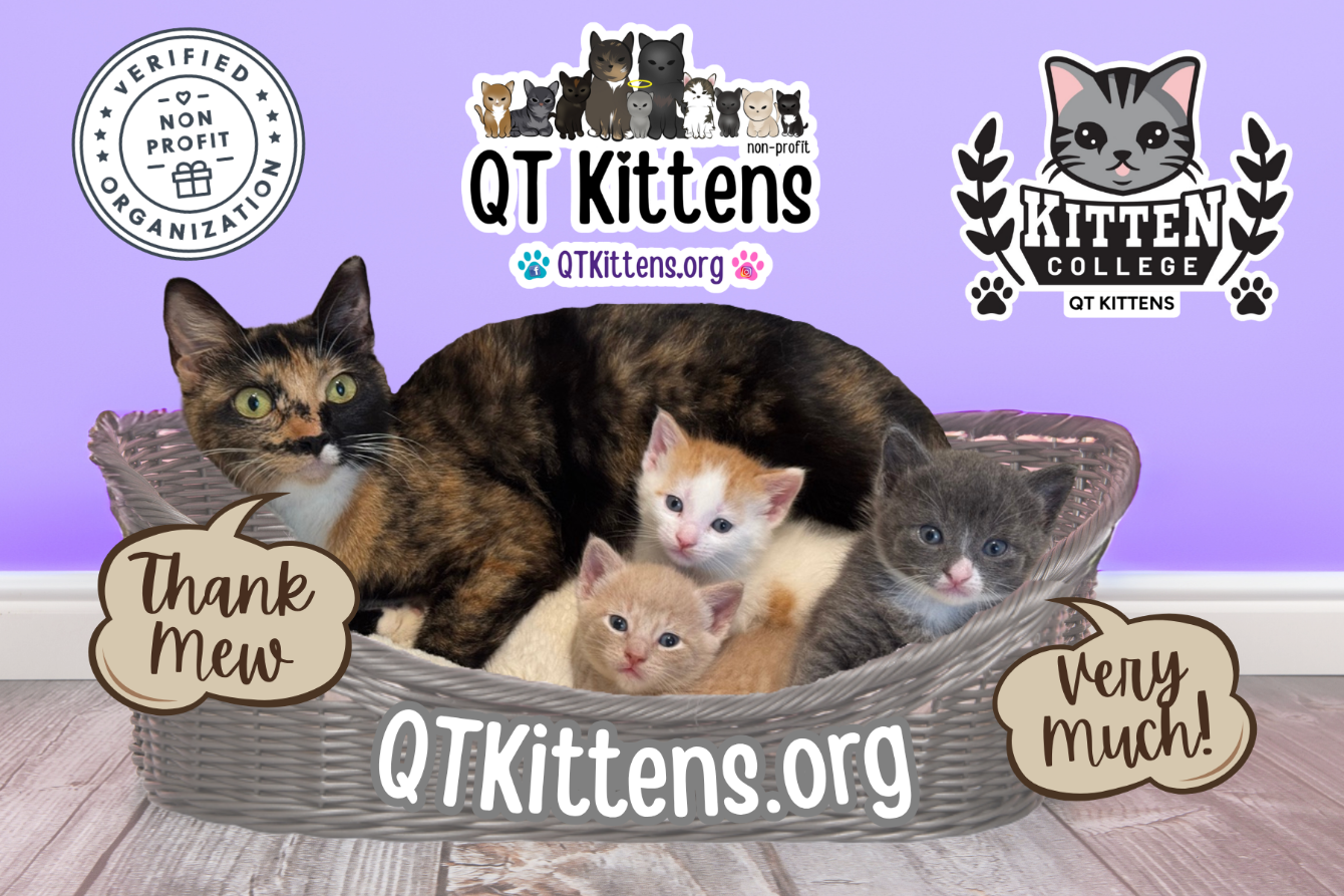 About the Buy A Tote Bag. &nbsp;Send a QT Kitten to College! campaign on Bonfire 2