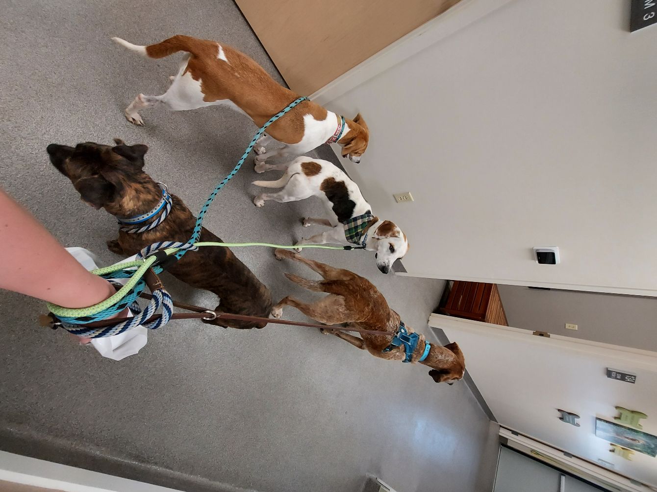 About the CCRT Merchandise campaign on Bonfire 7