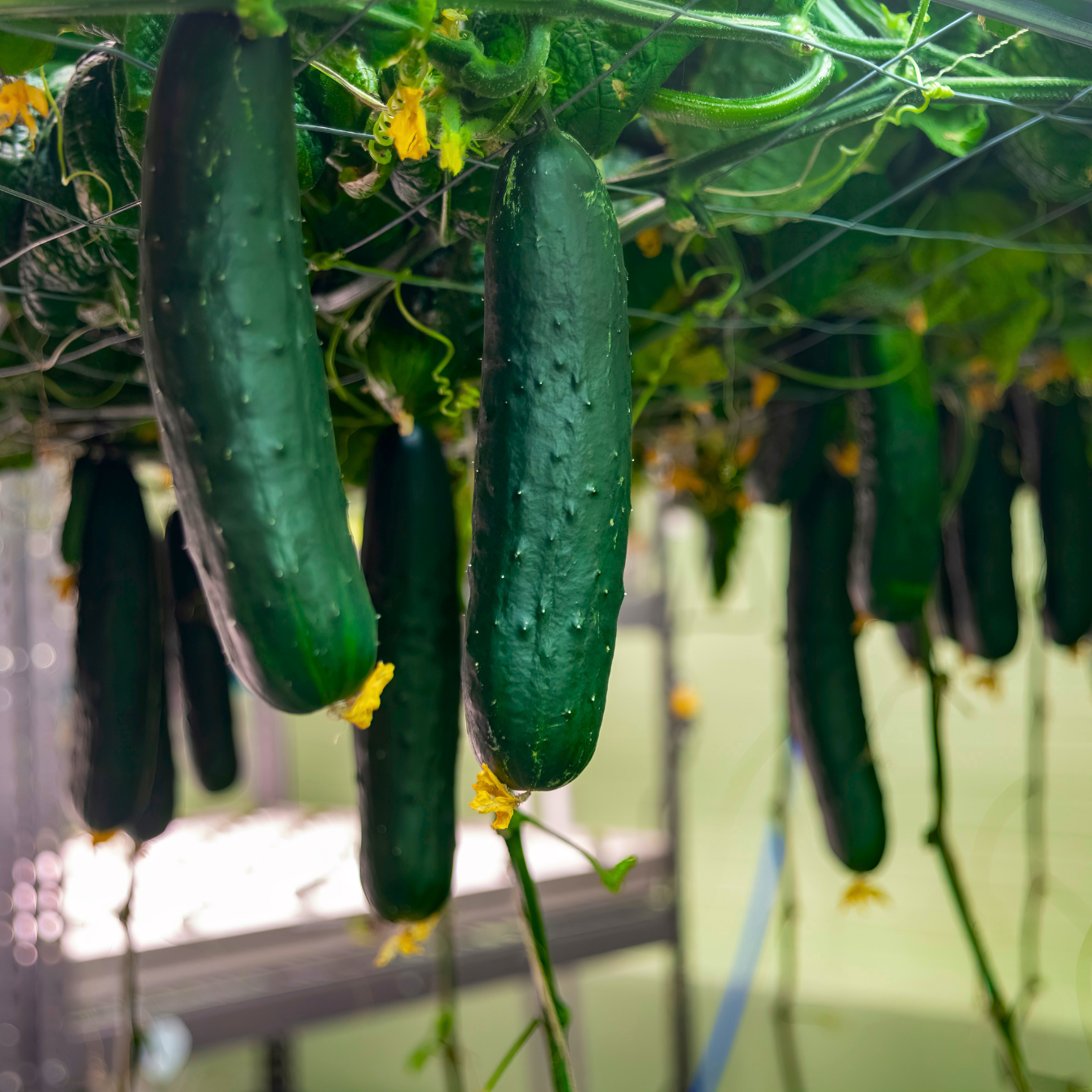 About the Cool As a Cucumber campaign on Bonfire 2