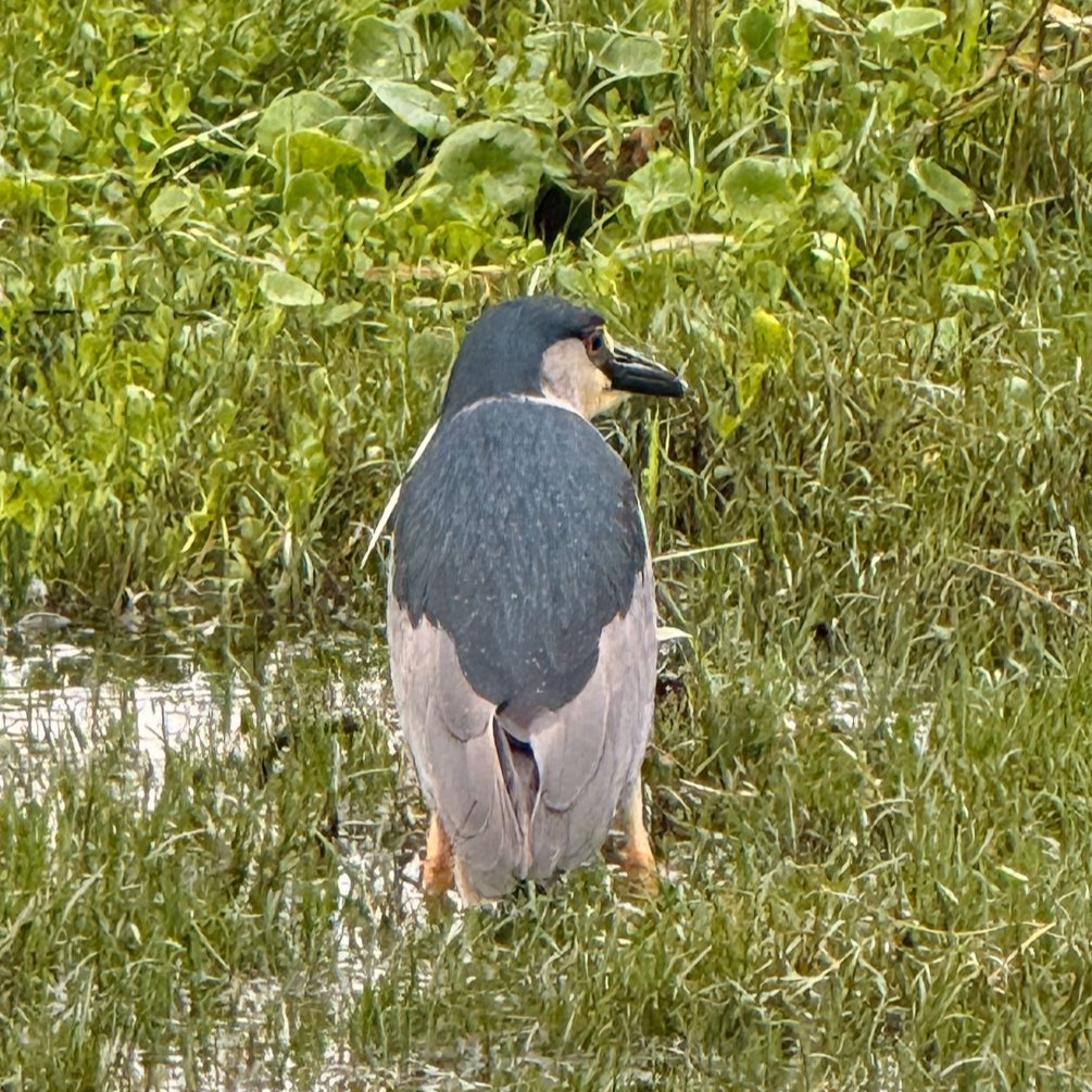 About the &nbsp;?Auku?u (Black-crowned Night Heron) Sticker campaign on Bonfire 2