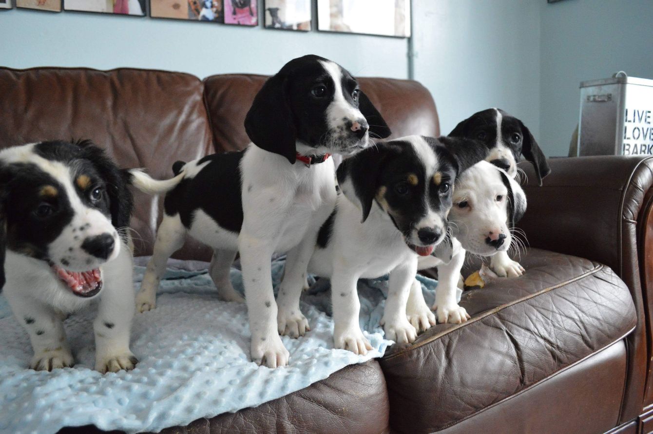 About the  campaign on Bonfire 3