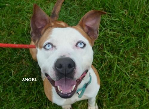 About the  campaign on Bonfire 2