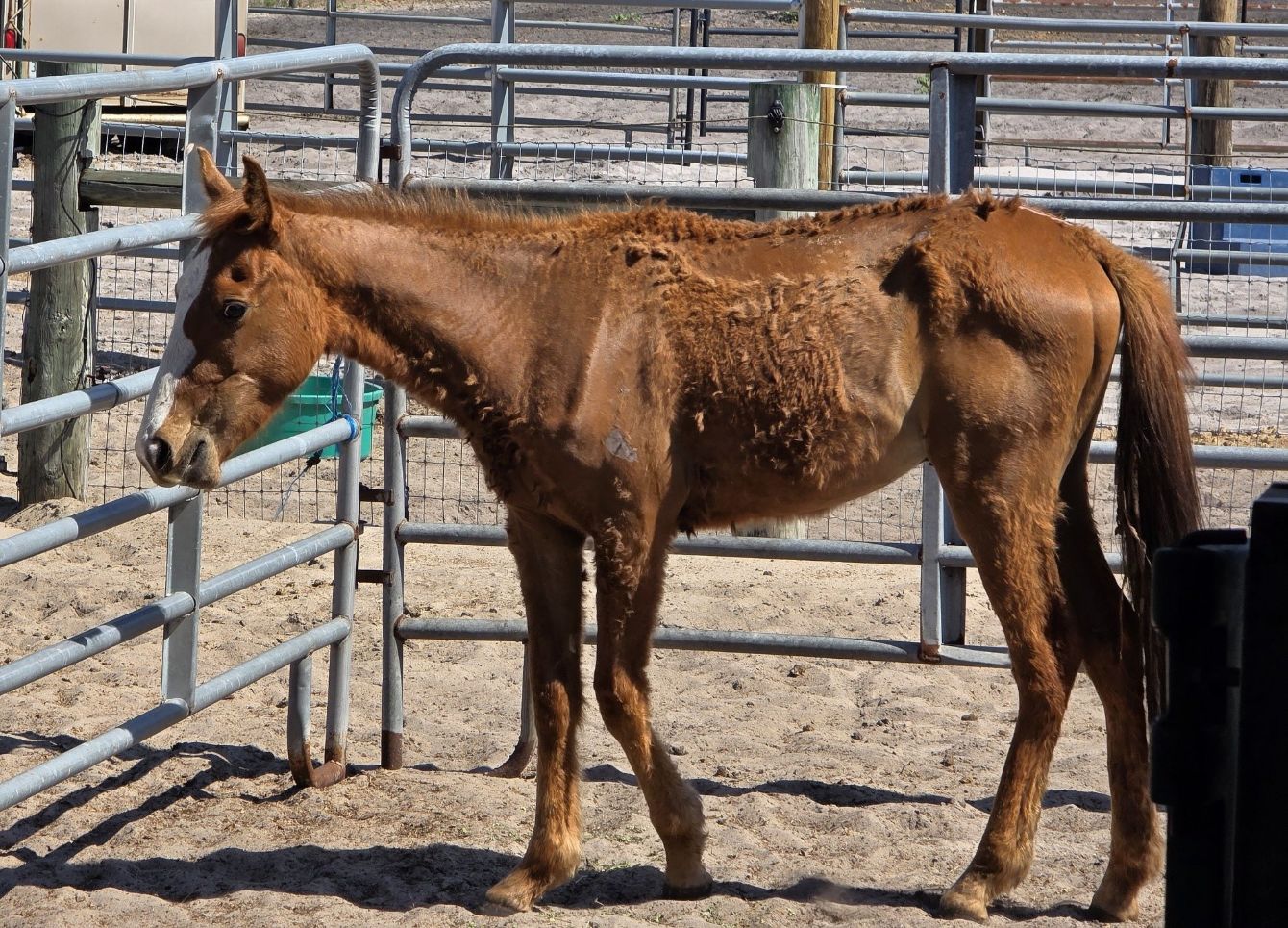 About the Help us Help Them!&nbsp; campaign on Bonfire 5