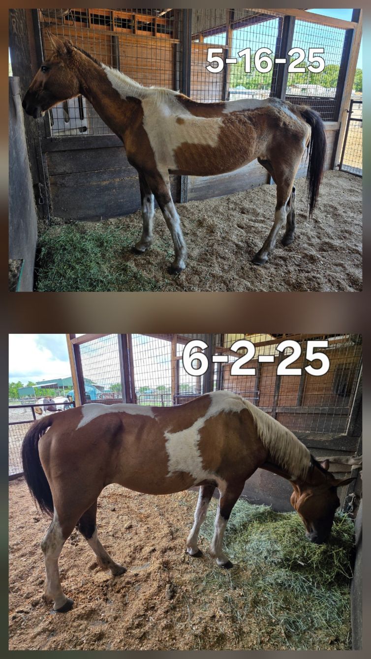 About the Help us Help Them!&nbsp; campaign on Bonfire 3