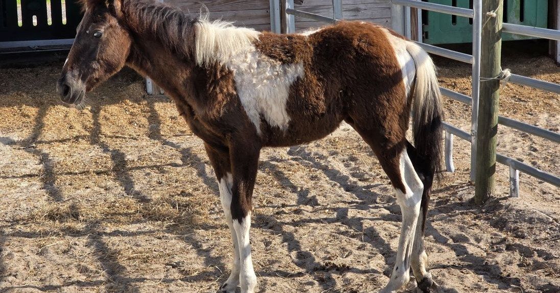 About the Help us Help Them!&nbsp; campaign on Bonfire 2