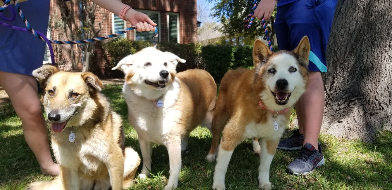 About the Emma's Wish Senior Dog Rescue campaign on Bonfire 2