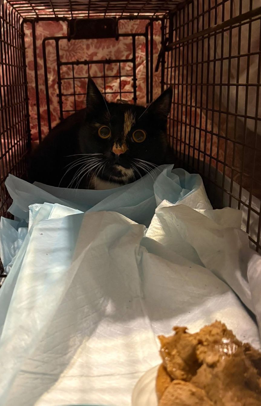 About the Save the Strays with Matt?s Cats campaign on Bonfire 4