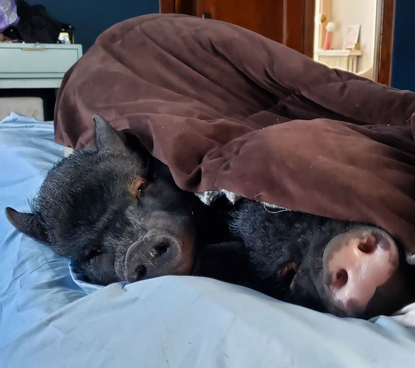 About the Celebrate National Pig Day! ?&nbsp; campaign on Bonfire 2