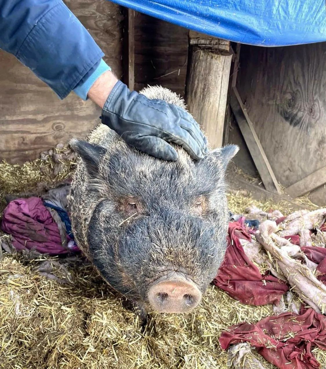 About the Celebrate National Pig Day! ?&nbsp; campaign on Bonfire 3