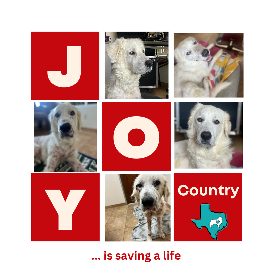 About the Naughty! 2024 TGPR Holiday T! campaign on Bonfire 2