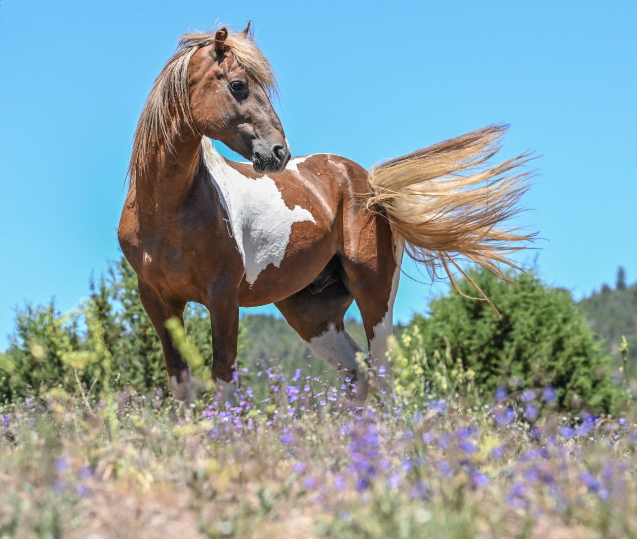 About the Skydog Contest winning shirt ?? campaign on Bonfire 2