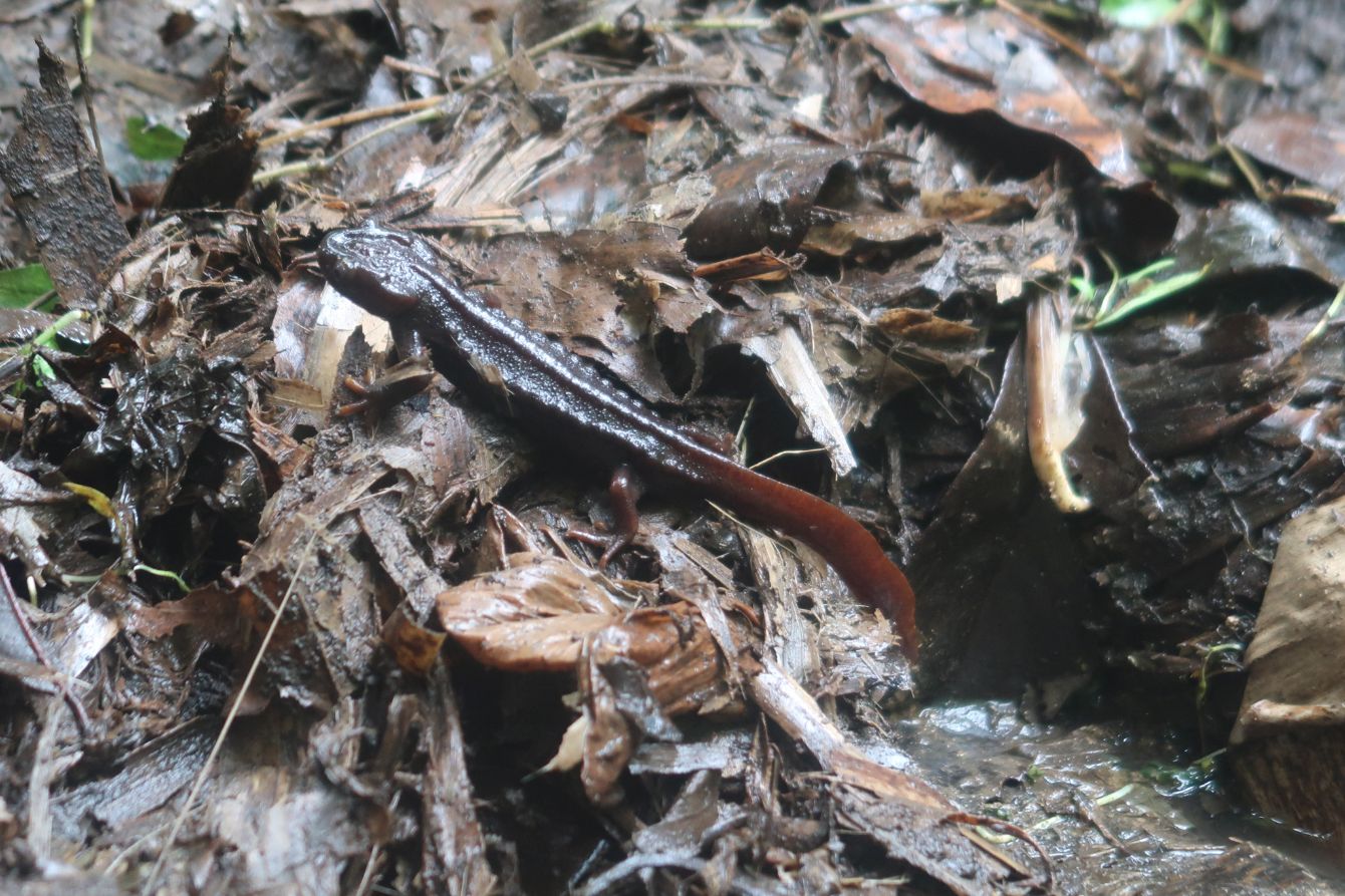 About the 2025&nbsp;Salamander Stroll Virtual 5k Back Piece campaign on Bonfire 2