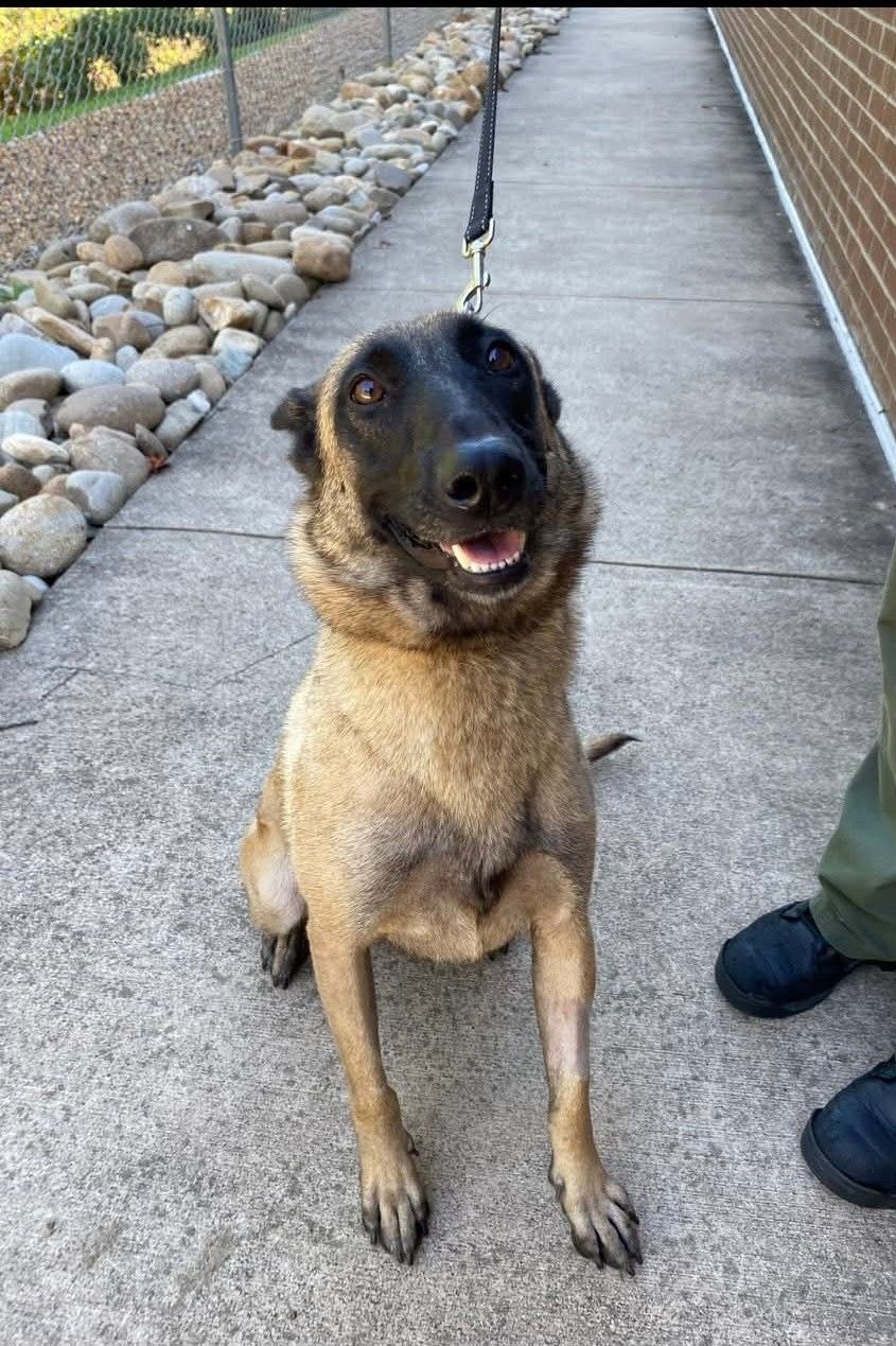 About the Lilly Bear has a special mission campaign on Bonfire 2