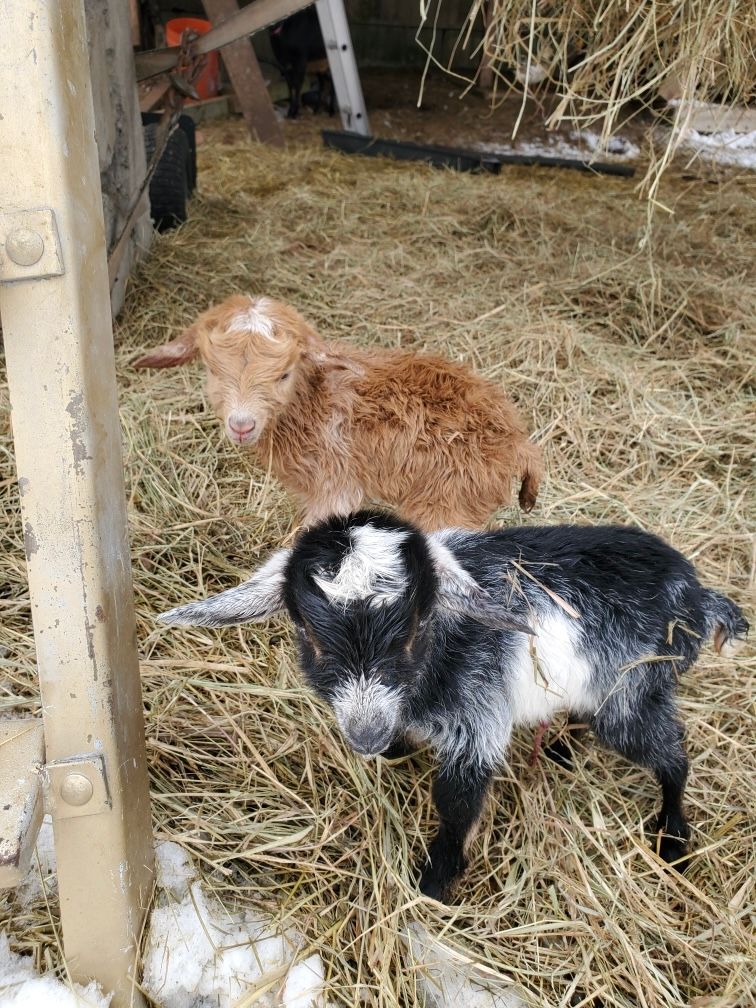 About the Thank You for Supporting Our Farm campaign on Bonfire 3