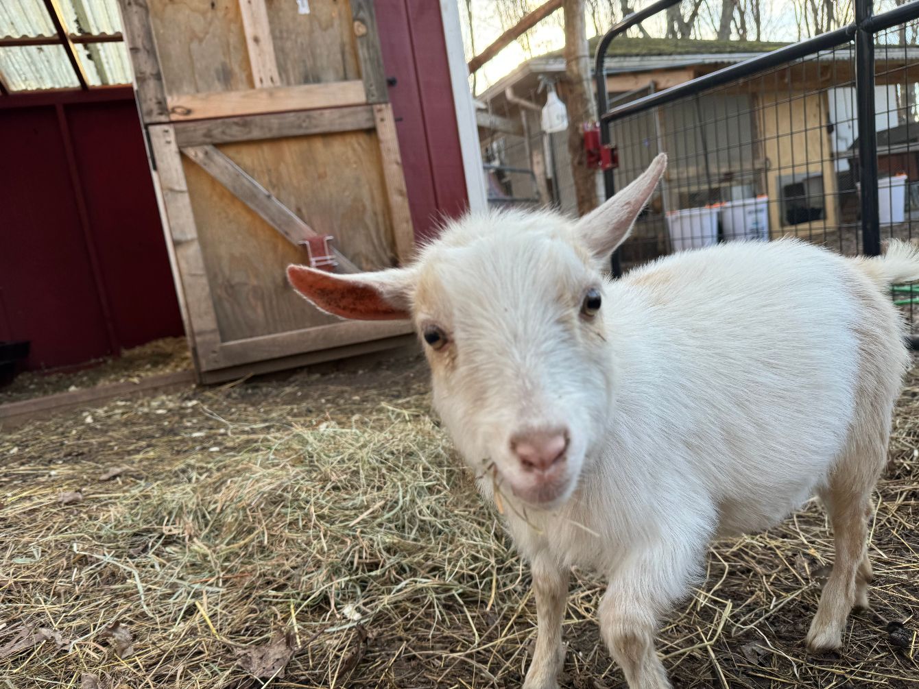 About the Thank You for Supporting Our Farm campaign on Bonfire 4