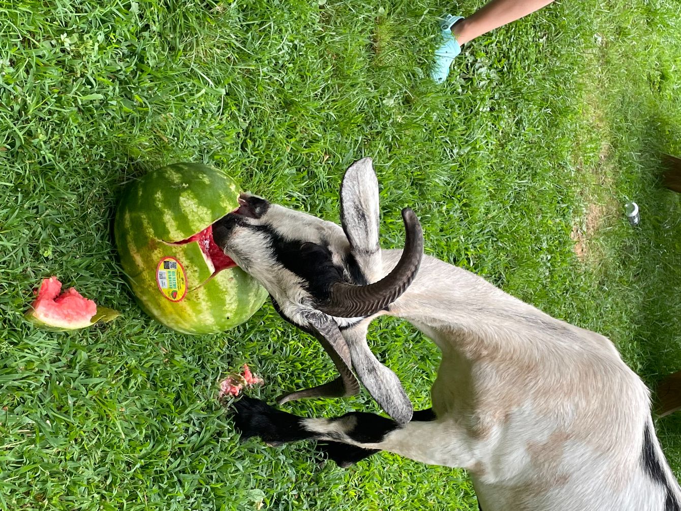 About the Thank You for Supporting Our Farm campaign on Bonfire 6