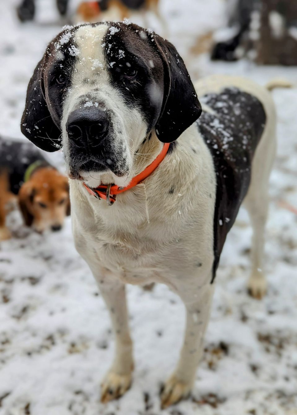 About the Happy Howlidays campaign on Bonfire 2