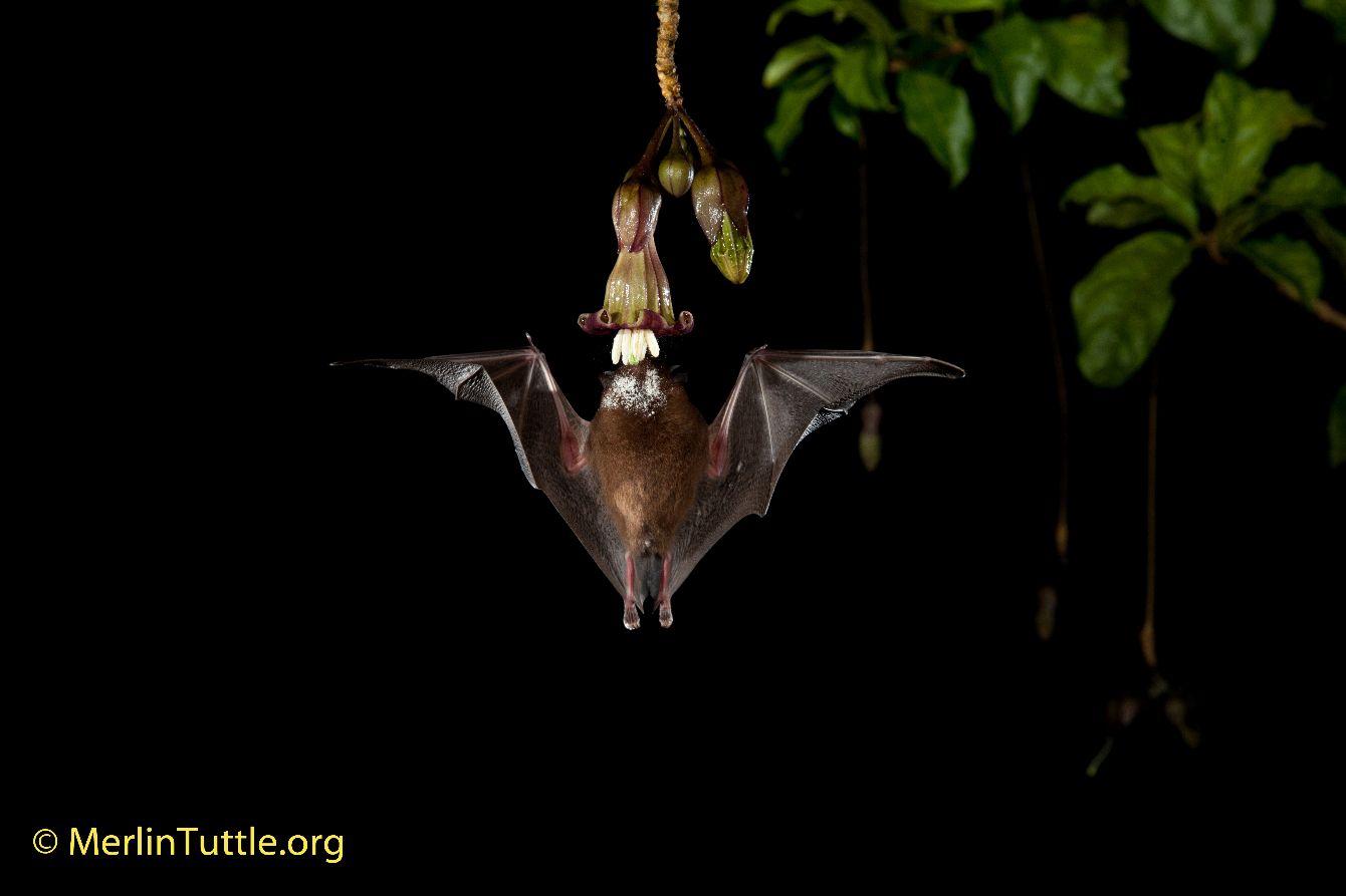 About the Save the Bat Pollinators campaign on Bonfire 3