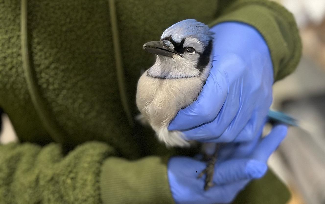 About the REGI Blue Jay (April... Fool's!) campaign on Bonfire 2