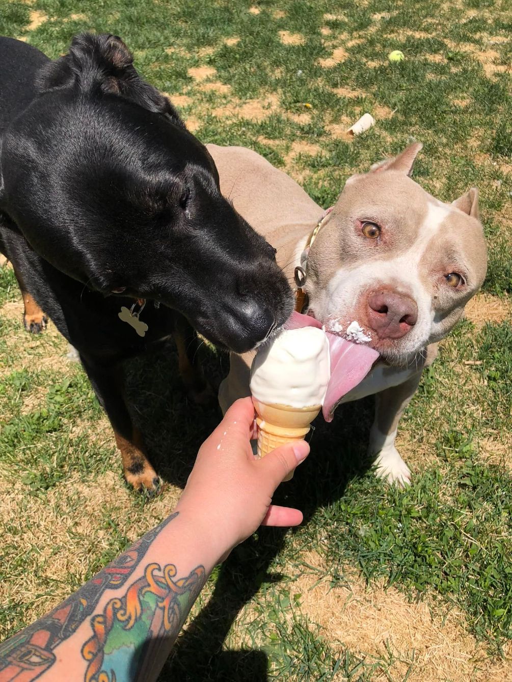 About the Let's Celebrate Betty! campaign on Bonfire 3