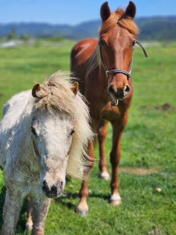 About the Hoofprints in the Sand Rescue campaign on Bonfire 2