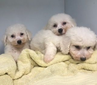 About the Peace Love Rescue Tails Fundraiser campaign on Bonfire 6