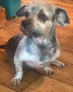 About the Peace Love Rescue Tails Fundraiser campaign on Bonfire 5