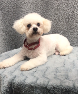 About the Peace Love Rescue Tails Fundraiser campaign on Bonfire 4