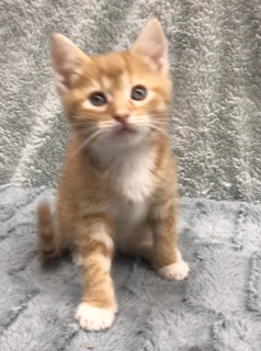 About the Peace Love Rescue Tails Fundraiser campaign on Bonfire 7