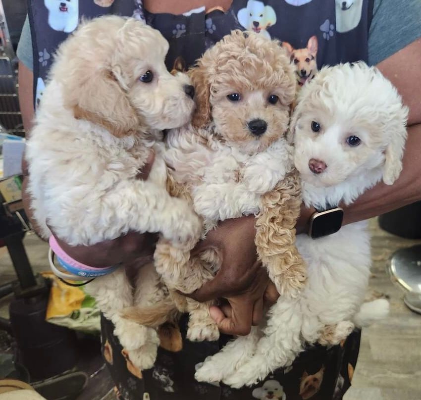 About the Peace Love Rescue Tails Fundraiser campaign on Bonfire 3