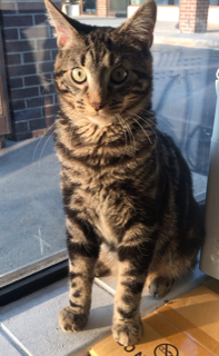 About the Peace Love Rescue Tails Fundraiser campaign on Bonfire 10