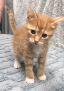 About the Peace Love Rescue Tails Fundraiser campaign on Bonfire 2