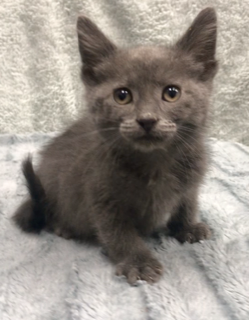 About the Peace Love Rescue Tails Fundraiser campaign on Bonfire 9