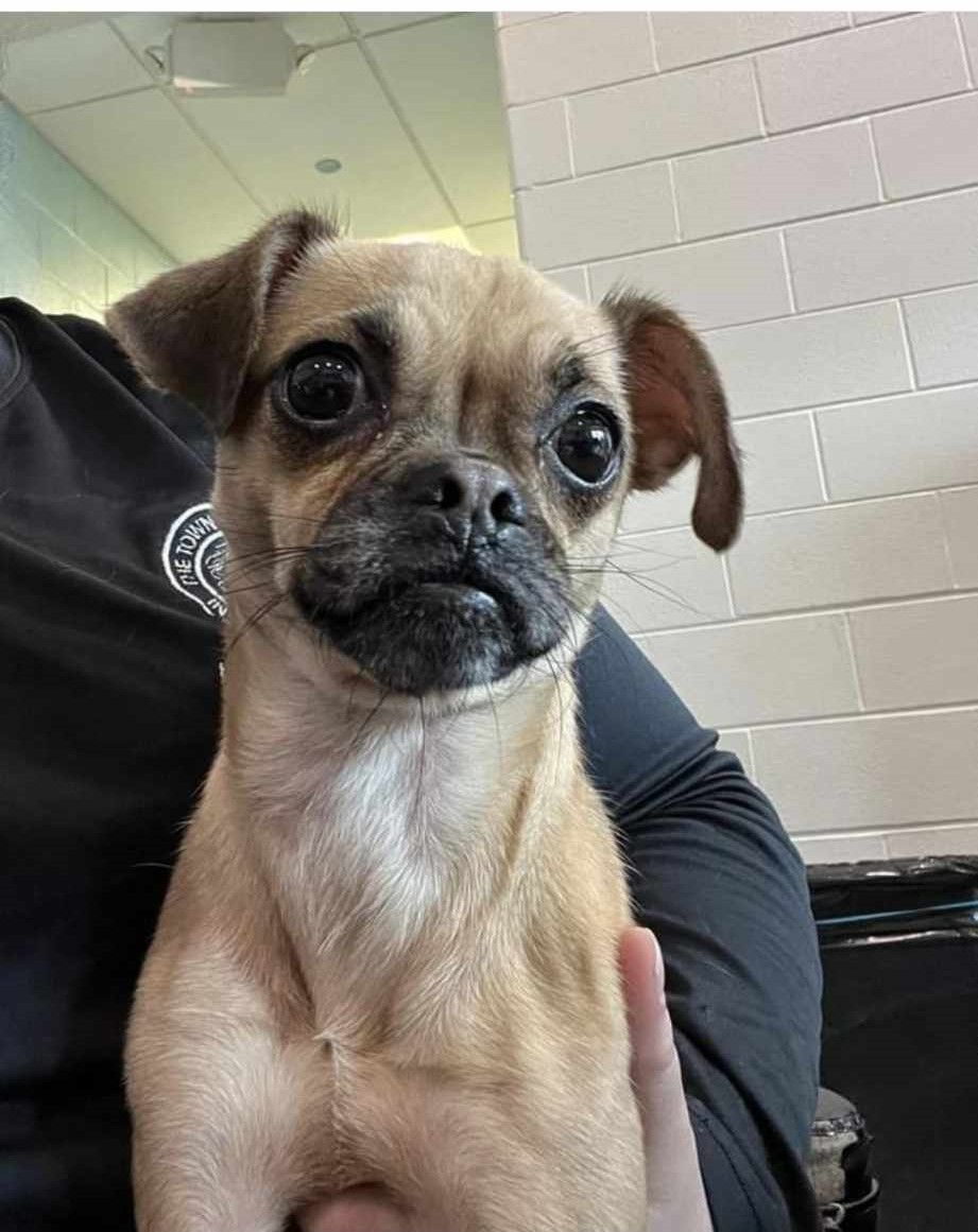 About the Peace Love Rescue Tails Fundraiser campaign on Bonfire 8