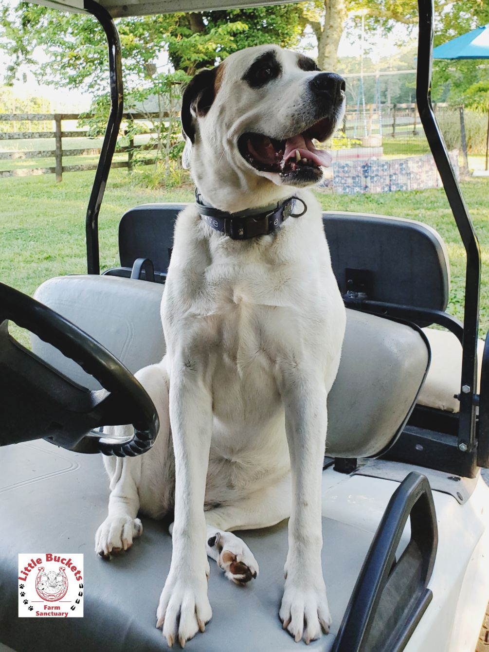 About the Ride Along to Little Buckets Farm Sanctuary campaign on Bonfire 3