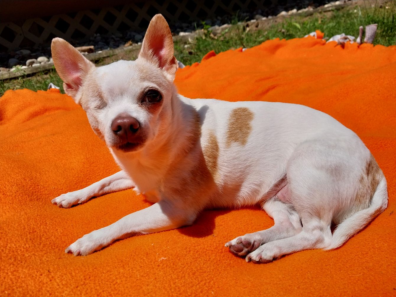 About the Thriving Wild: P is for Parker campaign on Bonfire 2