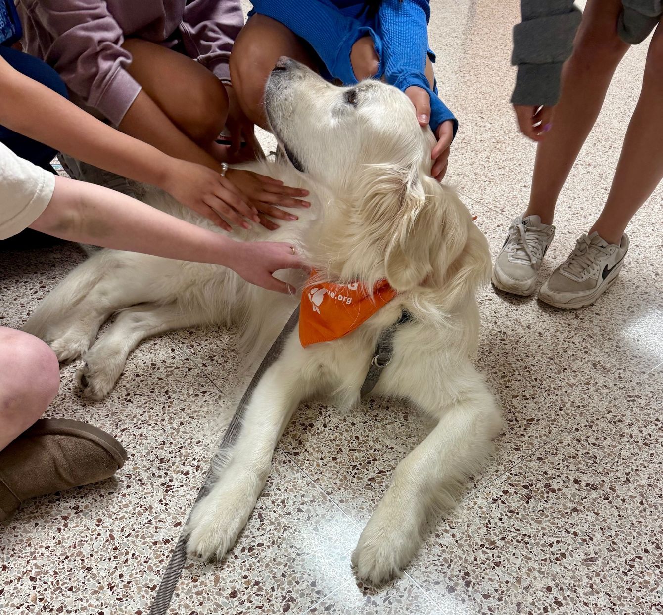 About the  campaign on Bonfire 2